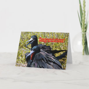 Tarjeta Enhorabuena, Frigatebirds en amor
