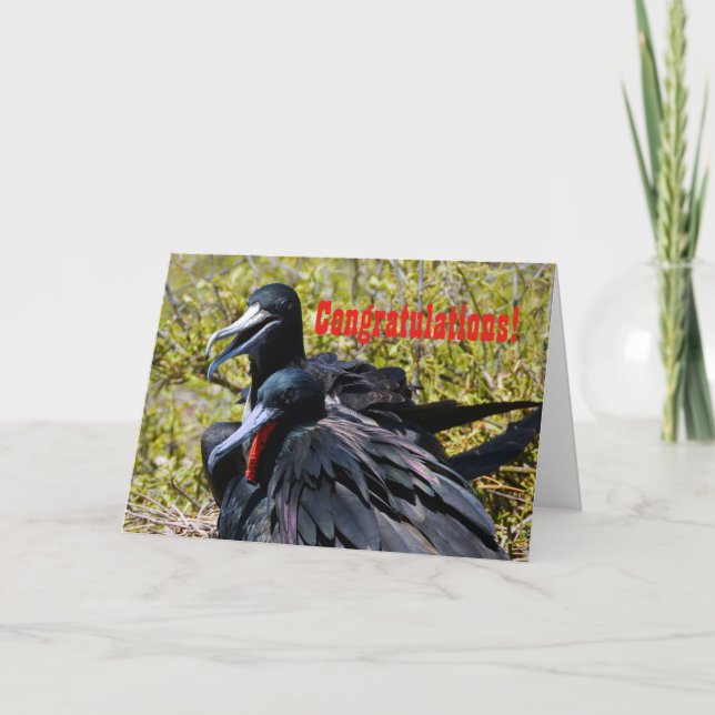Tarjeta Enhorabuena, Frigatebirds en amor (Anverso)