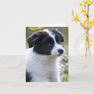 Tarjeta Enhorabuena por el cachorro