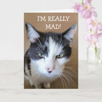 Enojado por el gato del cáncer
