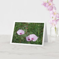 Enredadera de Lila, Malva Silvestre Flores Silvest