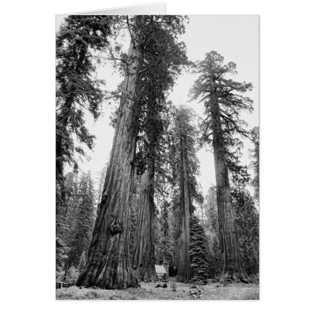 Tarjeta entre gigantes (Frente)