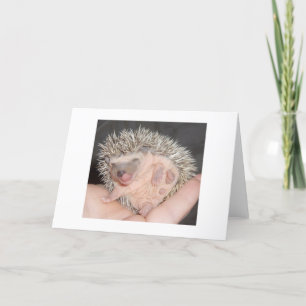 Tarjeta Erizo Notecard