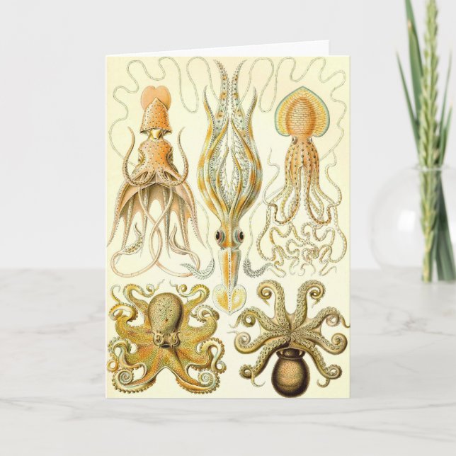 Tarjeta Ernst Haeckel - Gamochonia (Anverso)