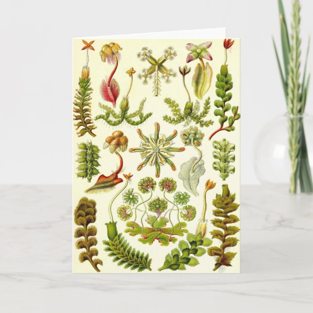 Tarjeta Ernst Haeckel - hepáticas (Anverso)