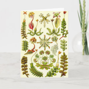 Tarjeta Ernst Haeckel - hepáticas