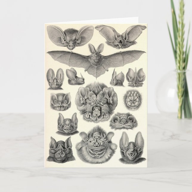 Tarjeta Ernst Haeckel - palos del Chiroptera (Anverso)