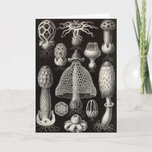 Tarjeta Ernst Haeckel - setas de Basimycetes