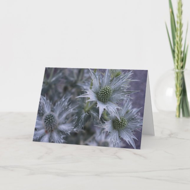 Tarjeta Eryngium giganteum, el fantasma de la señorita Wil (Anverso)