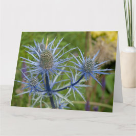 Tarjeta Eryngium Maritimum, Sea Holly