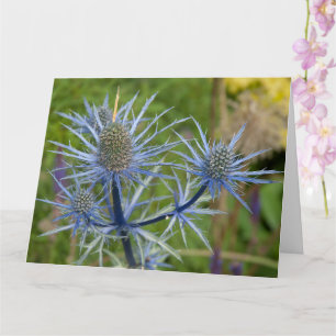 Tarjeta Eryngium Maritimum, Sea Holly
