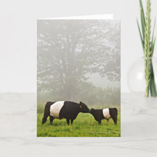 Tarjeta Escena brumosa de la vaca ceñida de Galloway que