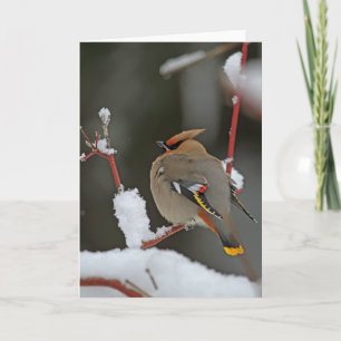 Tarjeta Escena de invierno - Bohemian Waxwing