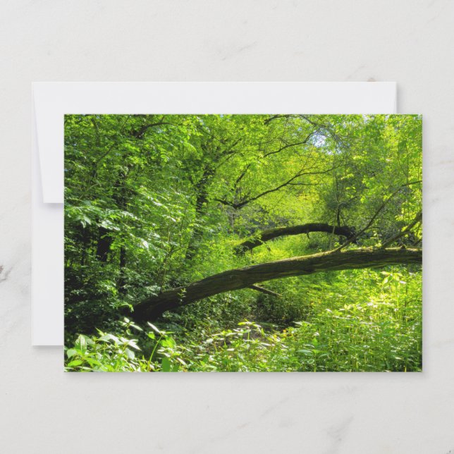 Tarjeta Escena de Woodland (Anverso)