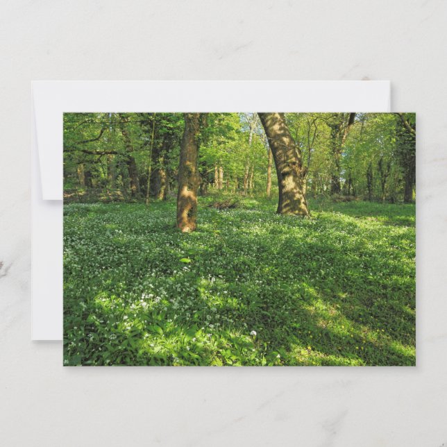 Tarjeta Escena de Woodland. Bosque de Blackweir, Cardiff (Anverso)
