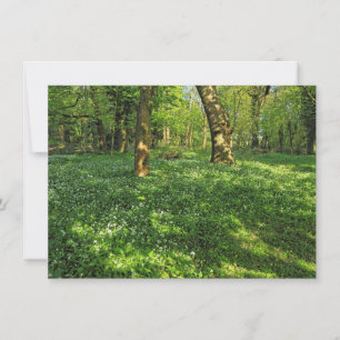 Tarjeta Escena de Woodland. Bosque de Blackweir, Cardiff