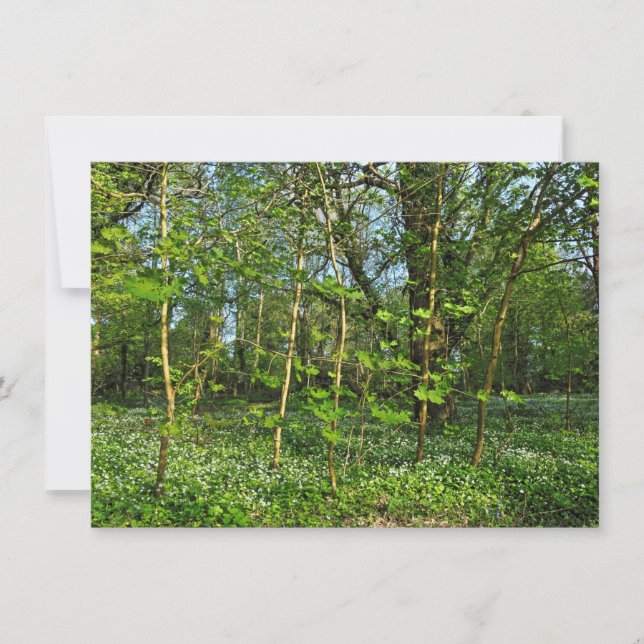 Tarjeta Escena de Woodland. Bosque de Blackweir, Cardiff (Anverso)