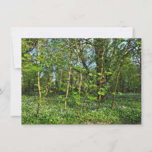 Tarjeta Escena de Woodland. Bosque de Blackweir, Cardiff