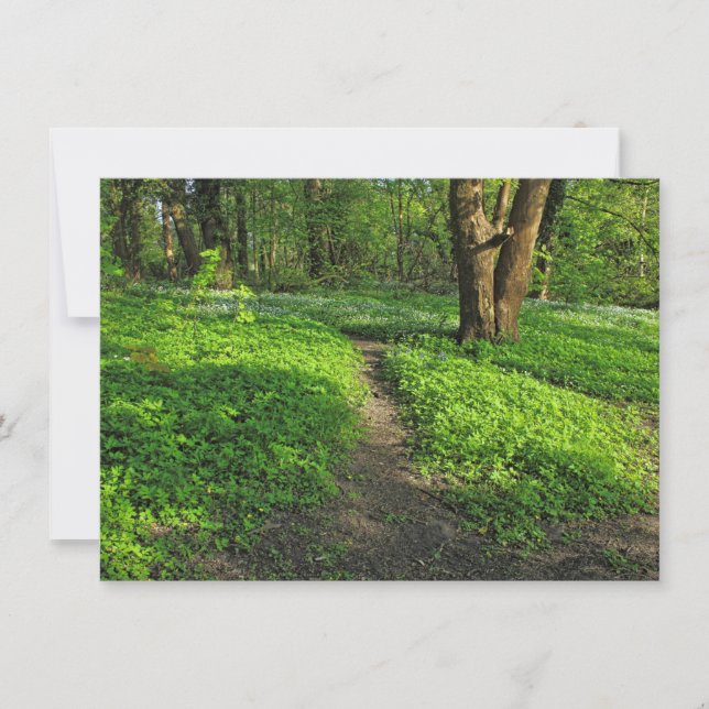 Tarjeta Escena de Woodland. Bosque de Blackweir, Cardiff (Anverso)