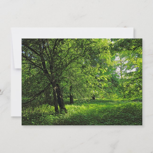 Tarjeta Escena de Woodland. Bosque de Blackweir, Cardiff (Anverso)