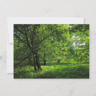 Tarjeta Escena de Woodland. Bosque de Blackweir, Cardiff