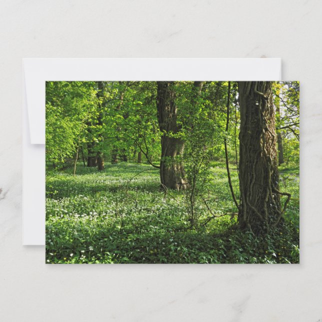 Tarjeta Escena de Woodland. Bosque de Blackweir, Cardiff (Anverso)