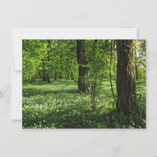 Tarjeta Escena de Woodland. Bosque de Blackweir, Cardiff
