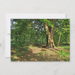 Tarjeta Escena de Woodland. Bosque de Blackweir, Cardiff