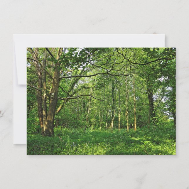 Tarjeta Escena de Woodland. Bosque de Blackweir, Cardiff (Anverso)