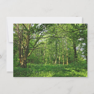 Tarjeta Escena de Woodland. Bosque de Blackweir, Cardiff