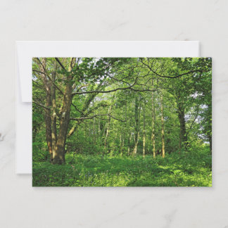 Tarjeta Escena de Woodland. Bosque de Blackweir, Cardiff