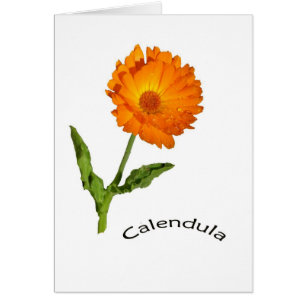 Tarjeta - espacio en blanco - Calendula con la