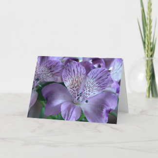 Tarjeta Espacio en blanco del lirio del Alstroemeria