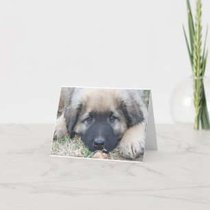 Tarjeta Espacio en blanco Notecard del perrito de