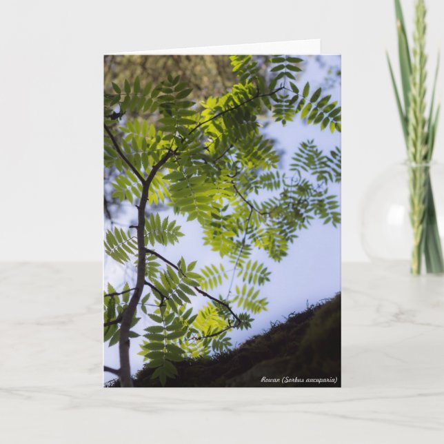 Tarjeta Especie: Serbal (Anverso)
