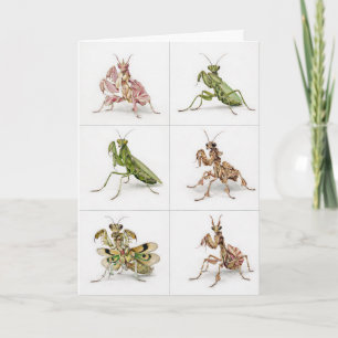 Tarjeta Especies Detalladas de Mantis Religiosas Arte Aman
