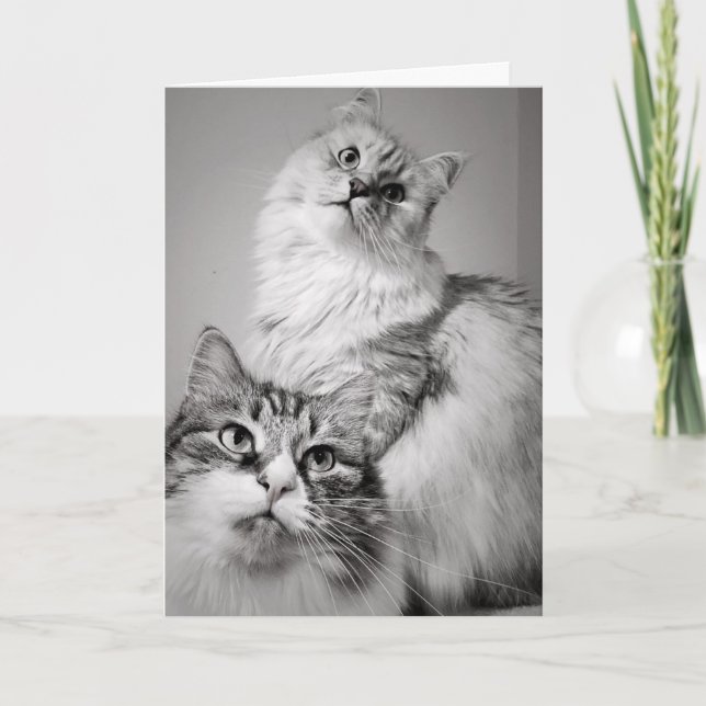 Tarjeta Esperando pacientemente por el pastel (cumpleaños  (Anverso)