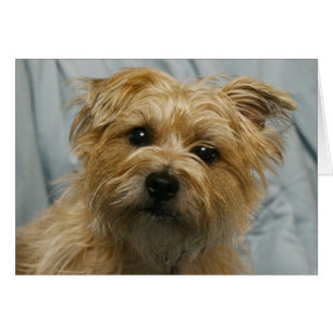 tarjeta espigada floja del terrier