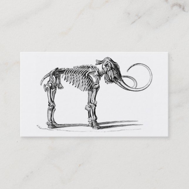 Tarjeta esquelética del perfil del mamut lanoso (Anverso)