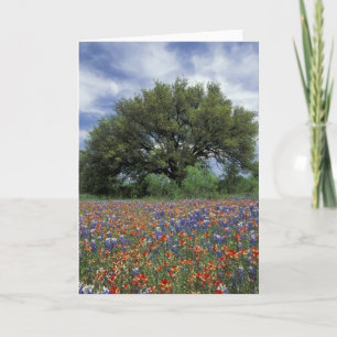 Tarjeta Estados Unidos, Texas, Marble Falls Pincel y