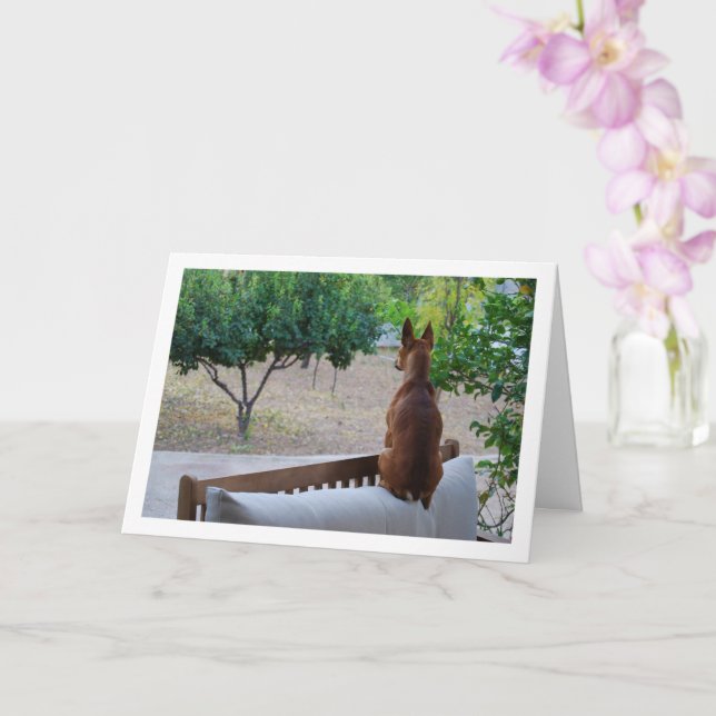 Tarjeta Estar en el banco de Pinscher en miniatura (Orquídea)