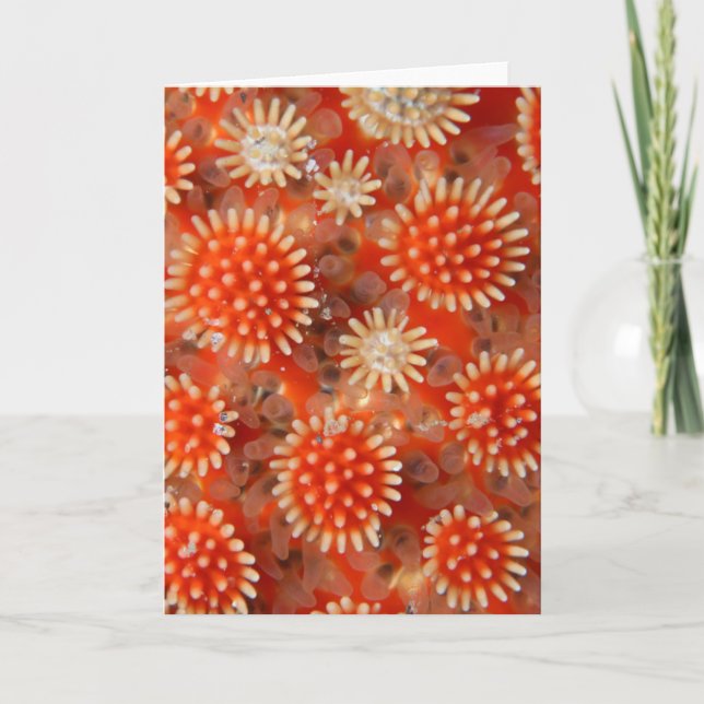 Tarjeta Estrella de mar macra (Anverso)