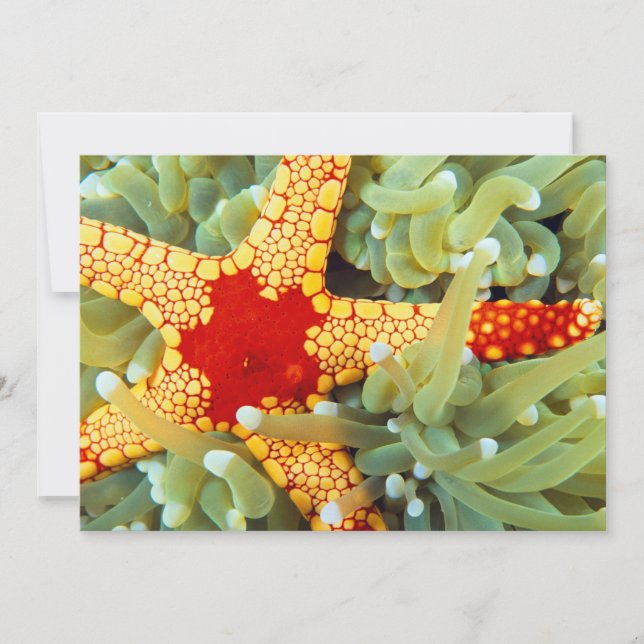 Tarjeta Estrella de mar roja y amarilla (Anverso)