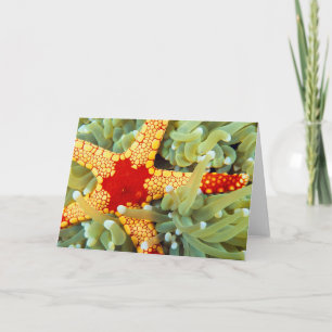 Tarjeta Estrella Del Mar Rojo Y Amarillo
