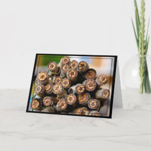 Tarjeta Estrellas a lo largo de los bosques de algodón de 