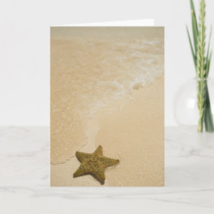 Tarjeta Estrellas de mar en la playa arenosa, tierra de la