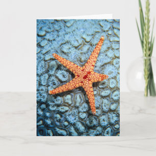 Tarjeta Estrellas de mar en un coral con Polips