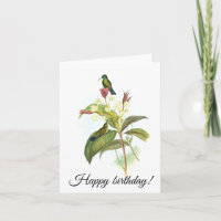 Eucephala caerulea (zafiro de mentón azul)