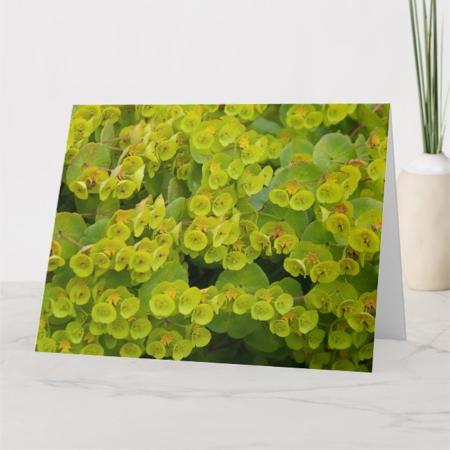 Tarjeta Euphorbia (Anverso)