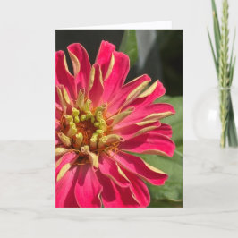 Tarjeta Exuberant Zinnia Blank Greeting Card